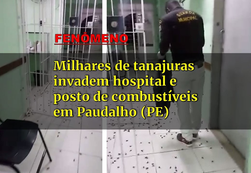 TANAJURAS INVADEM POSTO DE COMBUSTÍVEIS E HOSPITAL EM PAUDALHO, ZONA DA MATA DE PERNAMBUCO