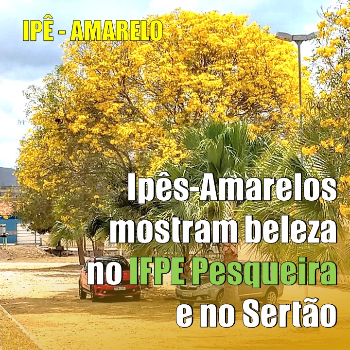 NATUREZA | A beleza do ipê-amerelo toma conta do Campus do IFPE Pesqueira