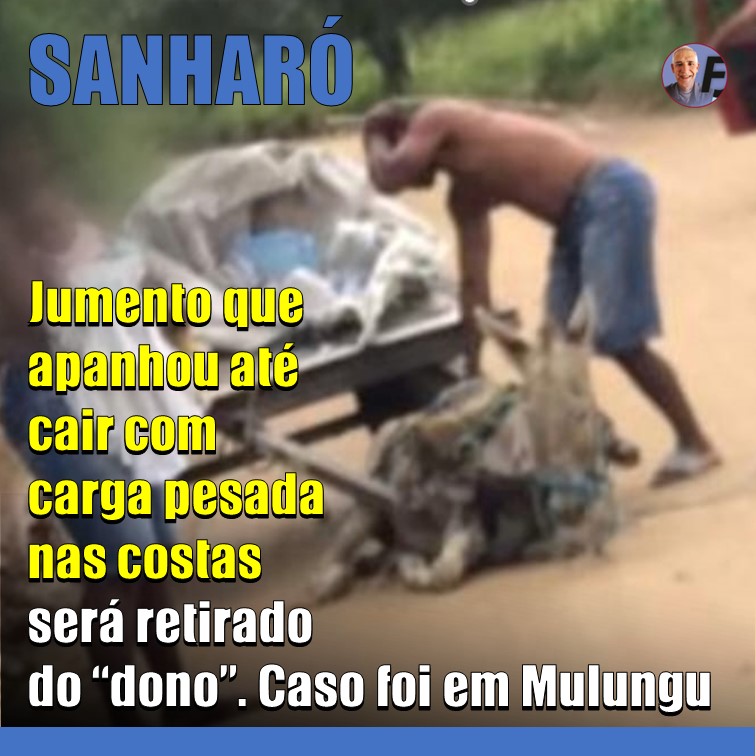 CRUELDADE E REVOLTA | Jumento que apanhava para levar cargas muito pesadas em Sanharó será retirado do “dono”