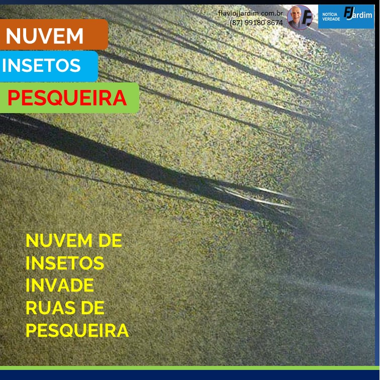 PESQUEIRA | Nuvem de insetos invade luminárias da cidade e traz incômodos no agreste de Pernambuco