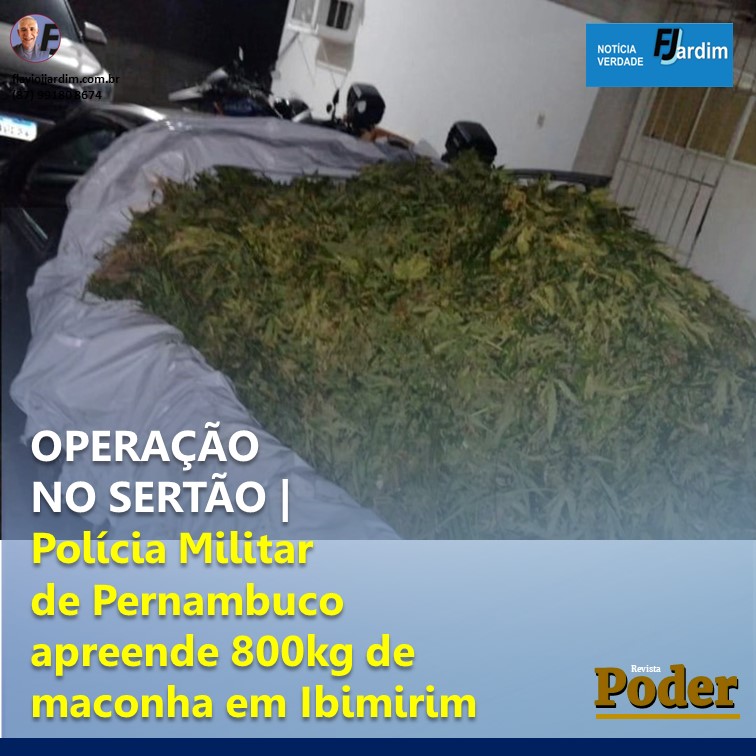 OPERAÇÃO NO SERTÃO | Polícia Militar de Pernambuco apreende 800kg de maconha em Ibimirim