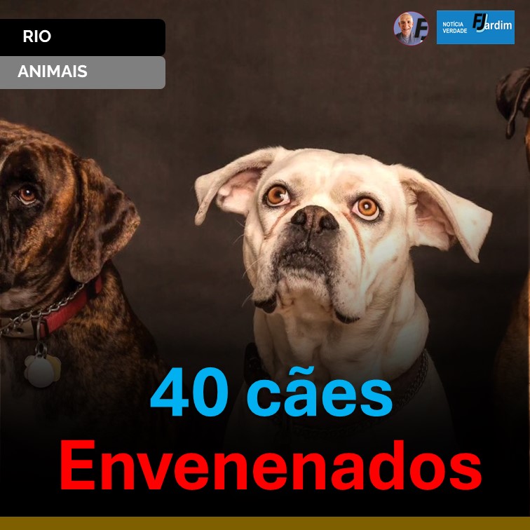 Animal: Suspeita de Envenenamento em Massa de Cães Choca Rio de Janeiro