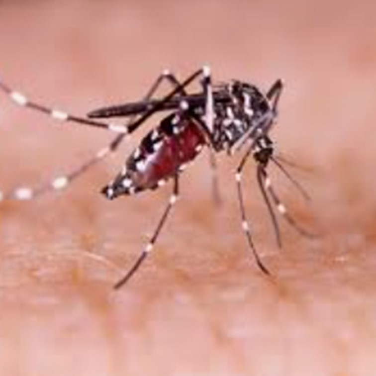 dengue