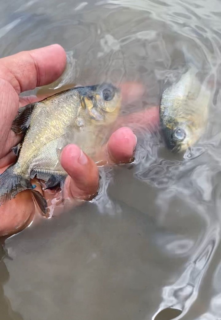 pesca