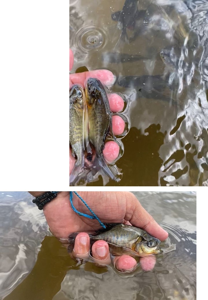 pesca