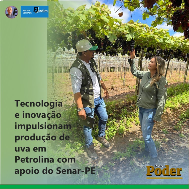 Tecnologia e inovação impulsionam produção de uva em Petrolina com apoio do Senar-PE