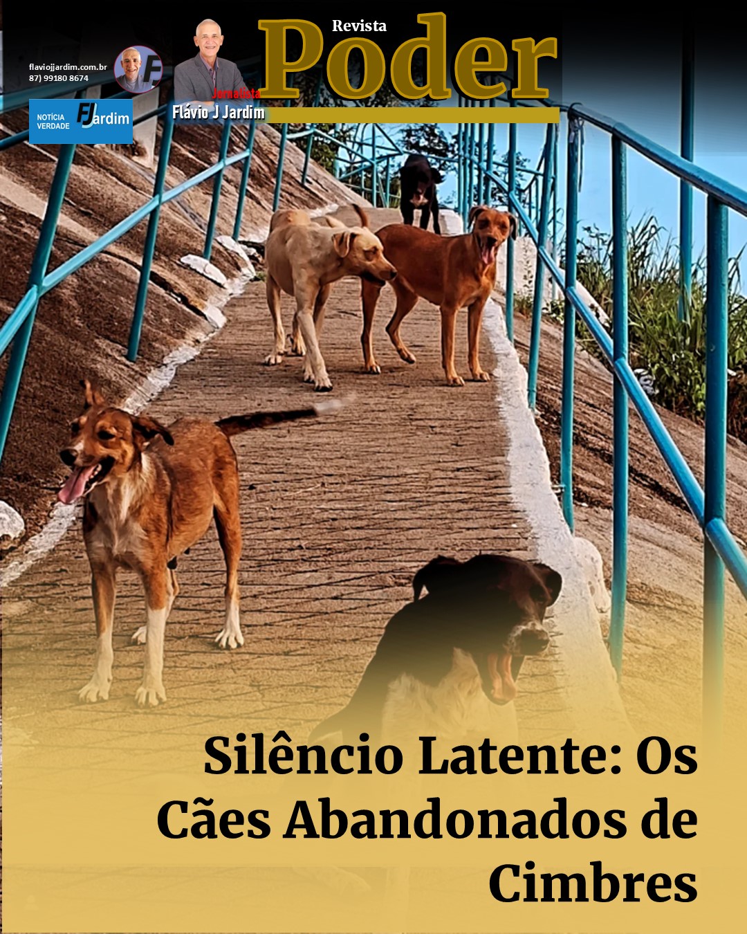 Silêncio Latente: Os Cães Abandonados de Cimbres