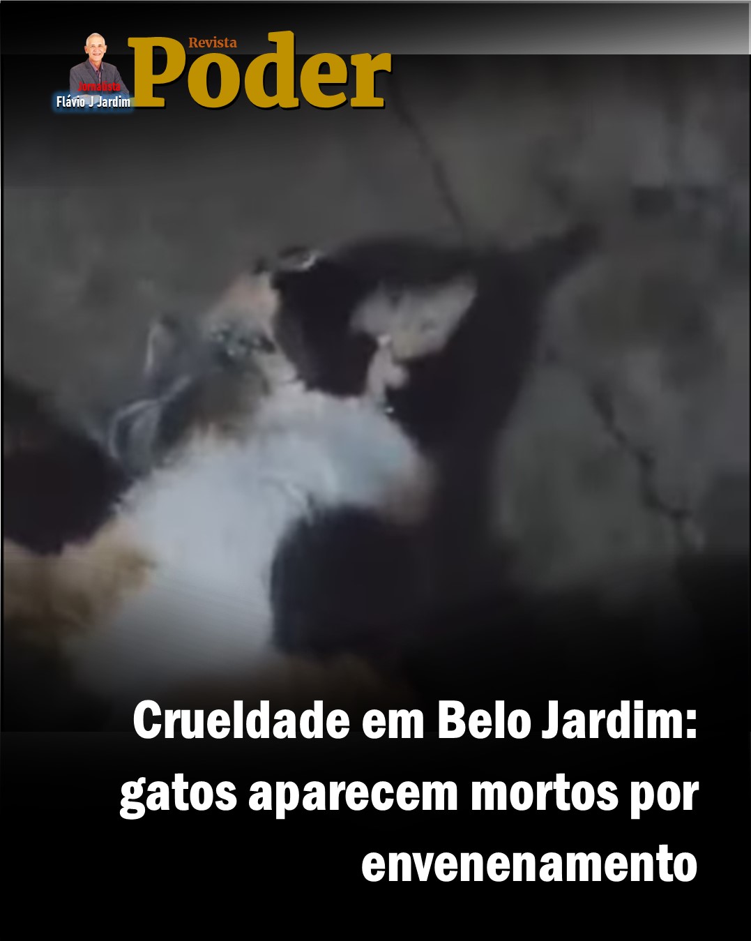 Crueldade em Belo Jardim: gatos aparecem mortos por envenenamento