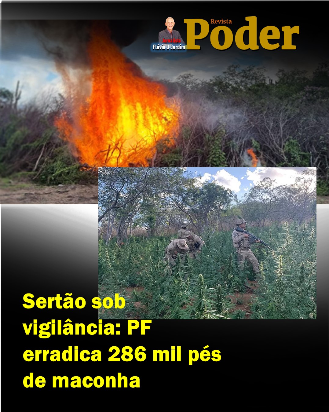 🌿 Sertão sob vigilância: PF erradica 286 mil pés de maconha 🚨