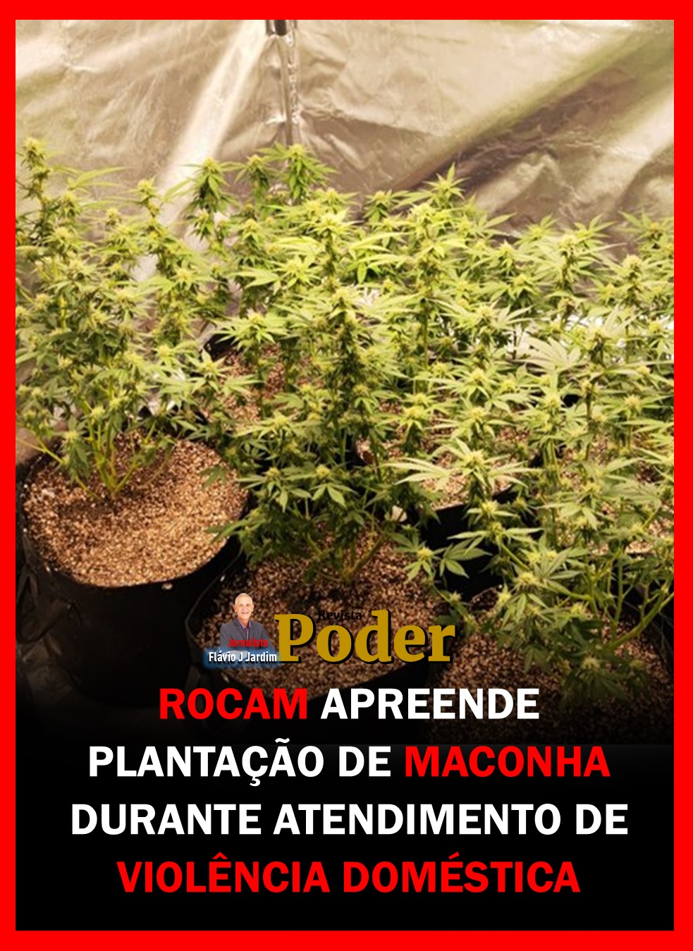 ROCAM APREENDE PLANTAÇÃO DE MACONHA DURANTE ATENDIMENTO DE VIOLÊNCIA DOMÉSTICA