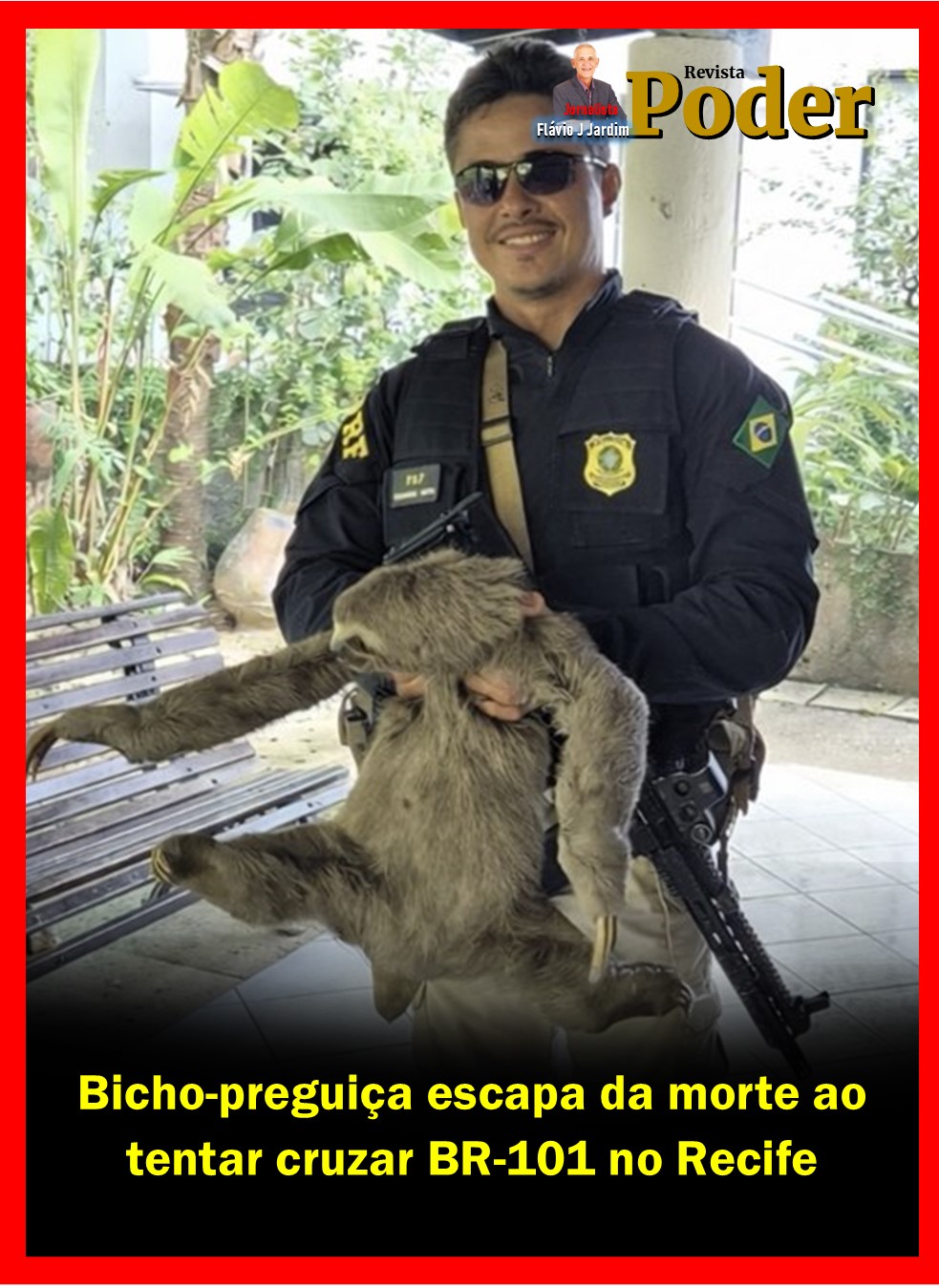 Bicho-preguiça escapa da morte ao tentar cruzar BR-101 no Recife