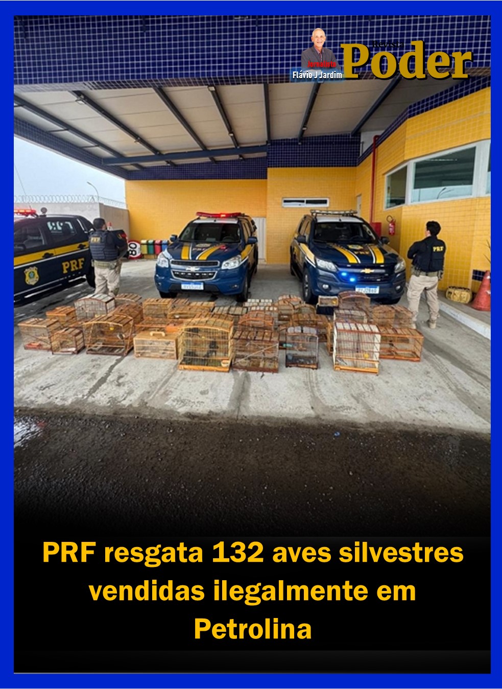 PRF resgata 132 aves silvestres vendidas ilegalmente em Petrolina