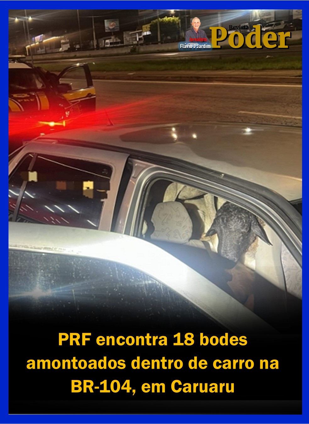 PRF encontra 18 bodes amontoados dentro de carro na BR-104, em Caruaru