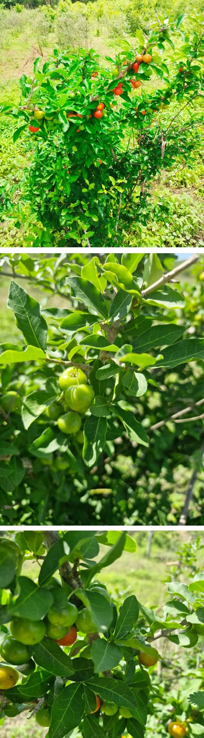 CHUVAS