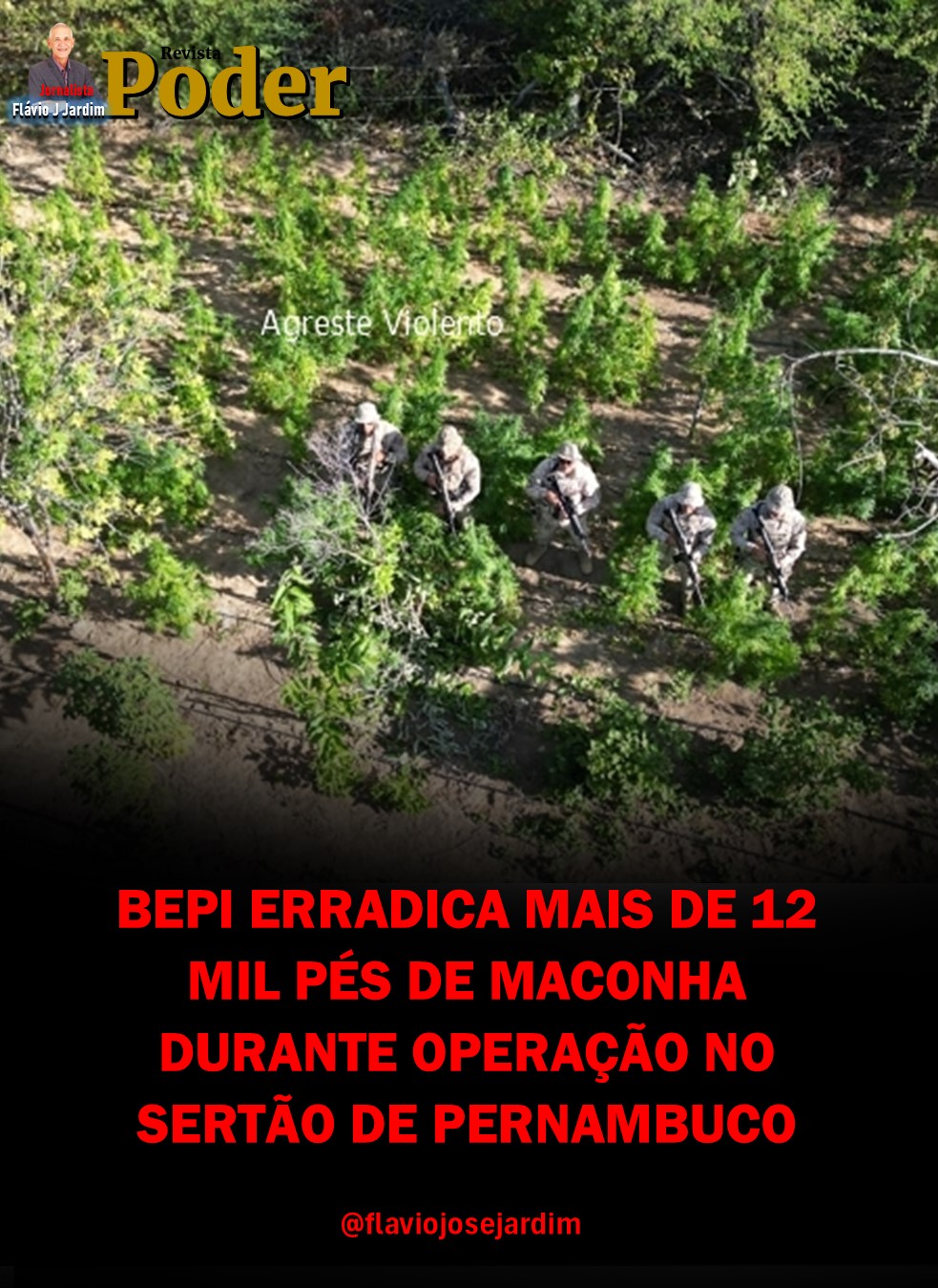 BEPI ERRADICA MAIS DE 12 MIL PÉS DE MACONHA DURANTE OPERAÇÃO NO SERTÃO DE PERNAMBUCO