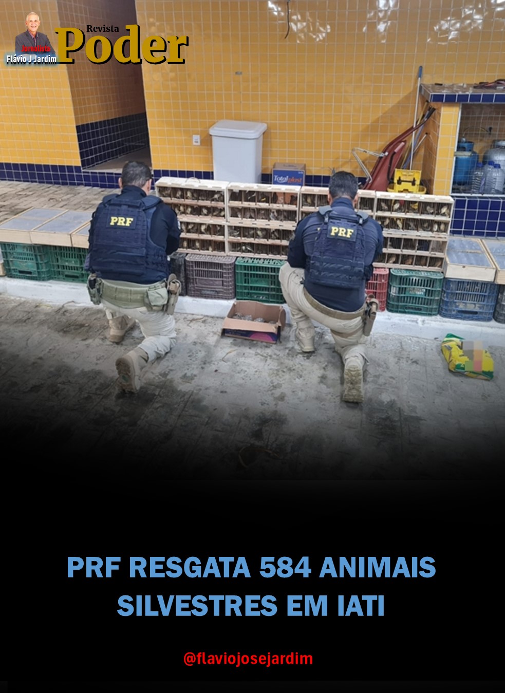 PRF RESGATA 584 ANIMAIS SILVESTRES EM IATI