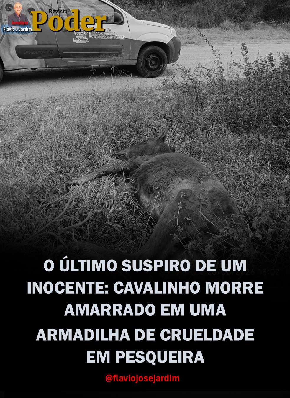 O ÚLTIMO SUSPIRO DE UM INOCENTE: CAVALINHO MORRE AMARRADO EM UMA ARMADILHA DE CRUELDADE EM PESQUEIRA