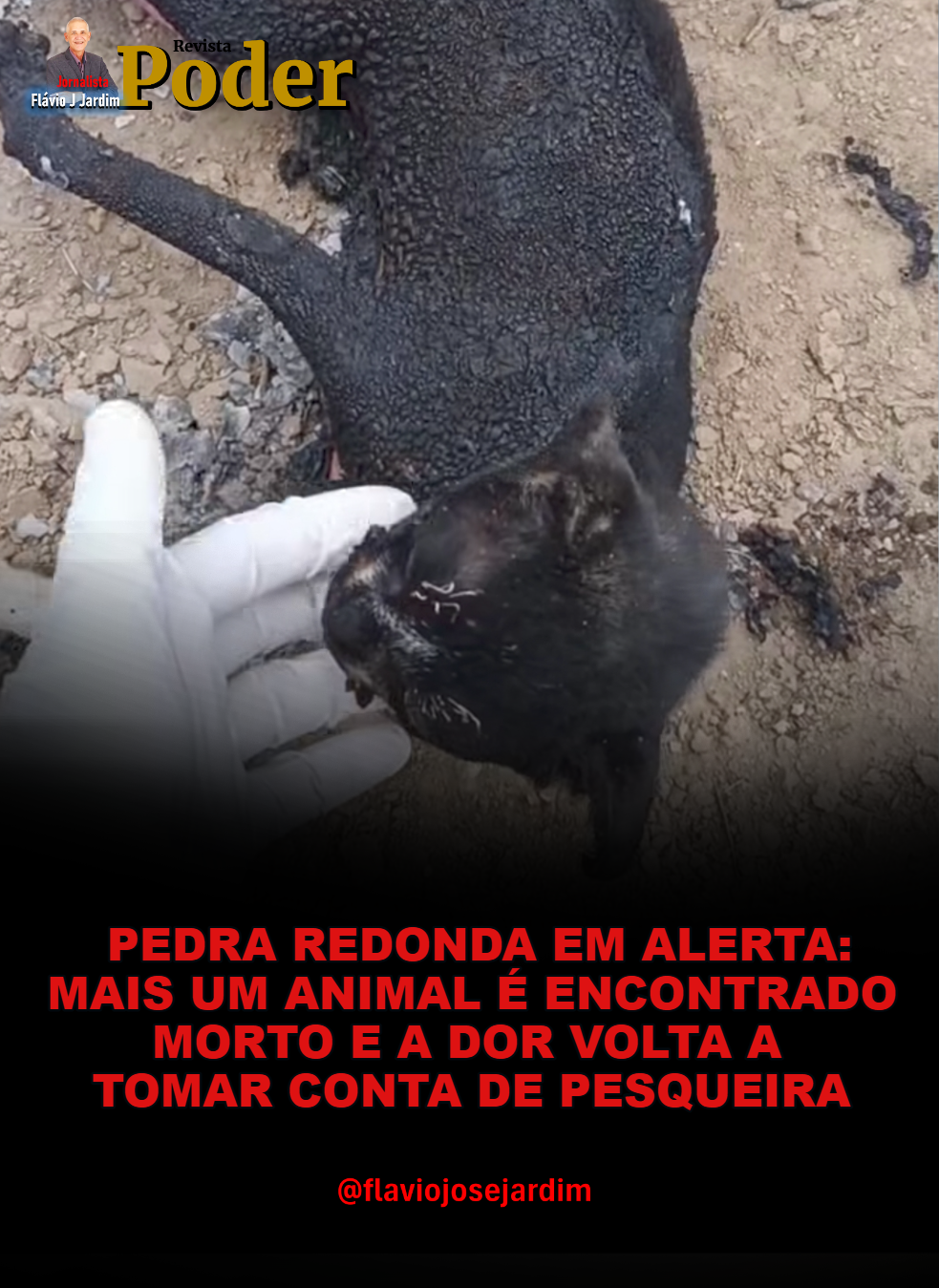 PEDRA REDONDA EM ALERTA: MAIS UM ANIMAL É ENCONTRADO MORTO E A DOR VOLTA A TOMAR CONTA DE PESQUEIRA