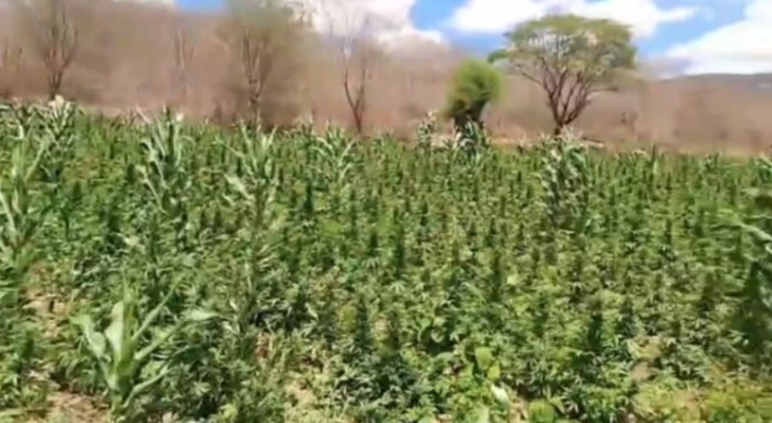 MACONHA