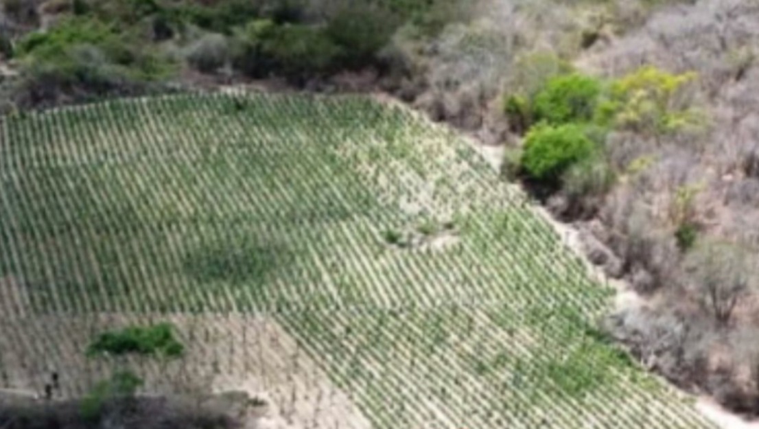 PLANTIO